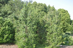 Buxus sempervirens 'Dee Runk' — photo 1